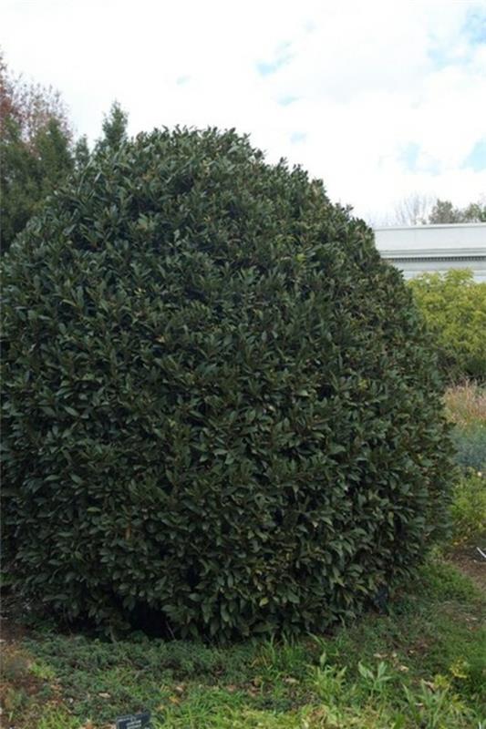 structure dans le jardin du vrai buisson de laurier