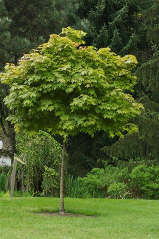 structure dans le jardin feuilles d'érable vert clair