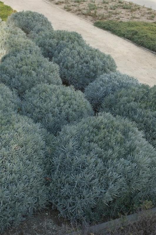 structure dans la lavande du jardin pour un arôme agréable