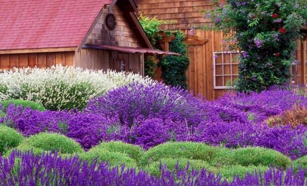 structure dans le jardin lavande magie en vagues