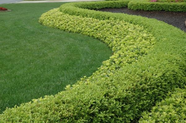 structure dans le jardin belles vagues vert