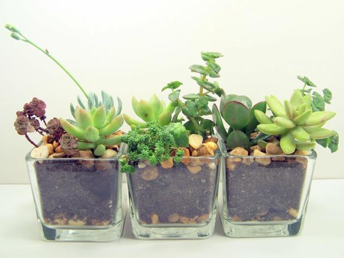 plantes succulentes en verre idées de décoration plantes d'intérieur