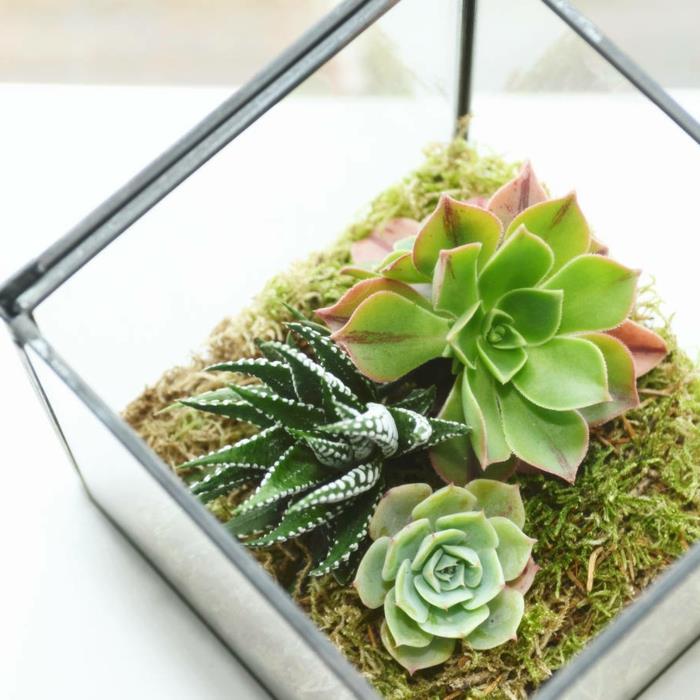 succulentes en idées de décoration en verre