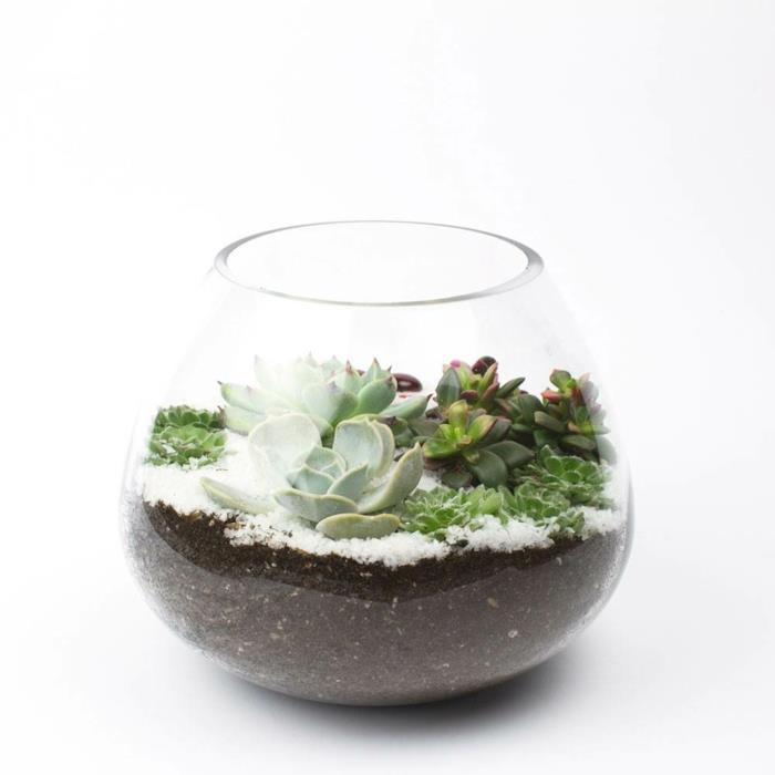 plantes grasses en verre contrastes de couleur décoration plantes d'intérieur