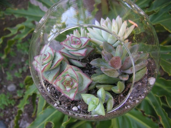 succulentes dans le verre accrocher des idées de terrarium