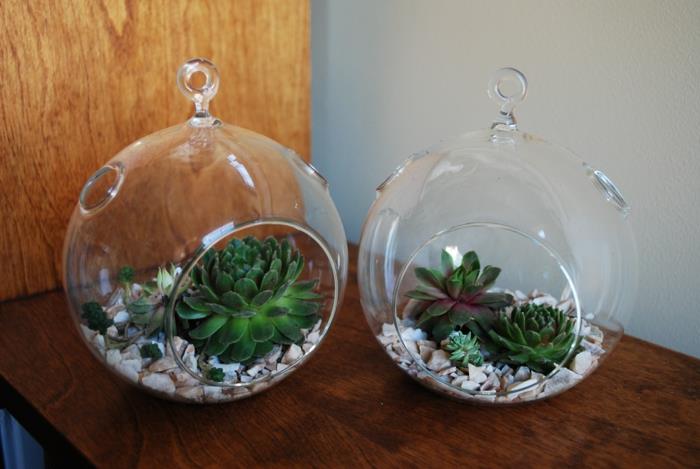 succulentes dans des décorations suspendues en verre