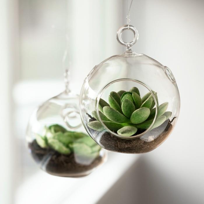 succulentes dans des terrariums suspendus en verre