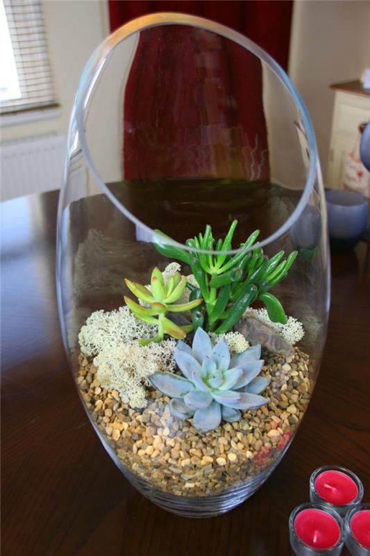 succulentes dans un verre de cailloux belles plantes d'intérieur décoratives