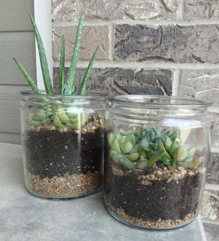 succulentes dans le terrarium de gravier de verre
