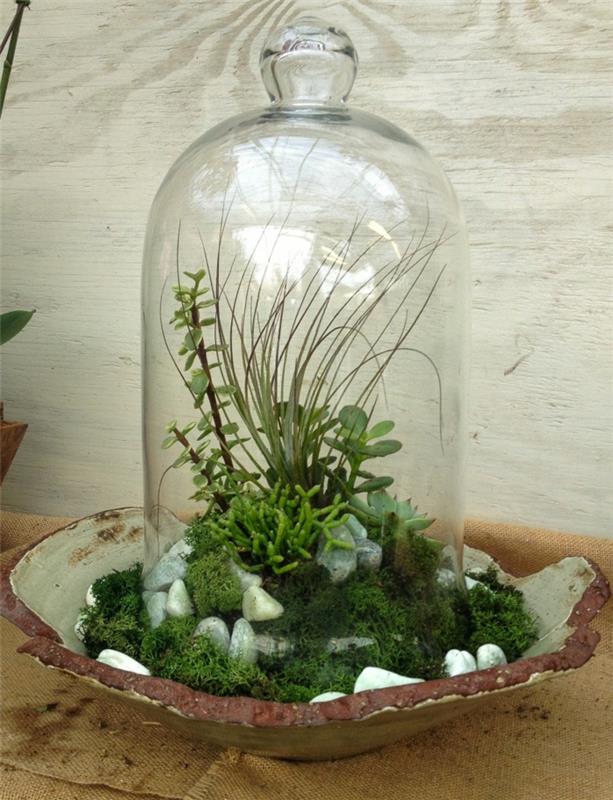 succulentes dans le verre idées de décoration créatives