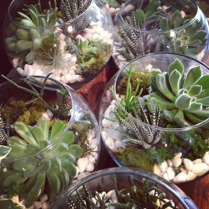 succulentes en pot plusieurs idées