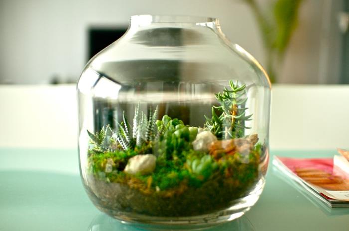 succulentes en verre mini belles idées de décoration