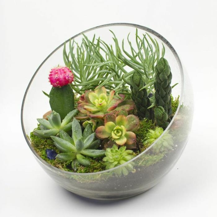 Disposer joliment les succulentes dans le verre