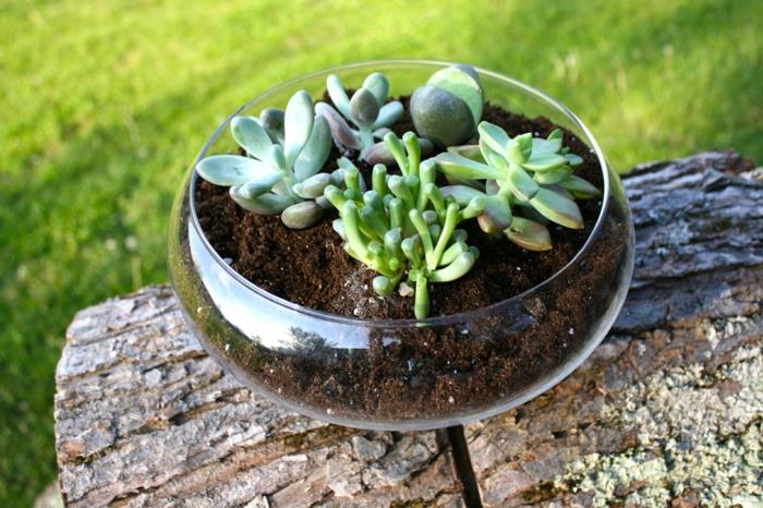 Les succulentes dans un verre font vous-même de belles idées de décoration