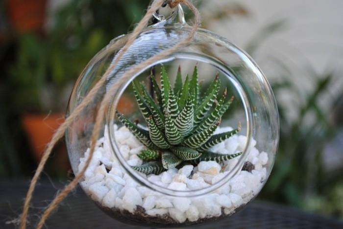 succulentes dans une décoration élégante en verre
