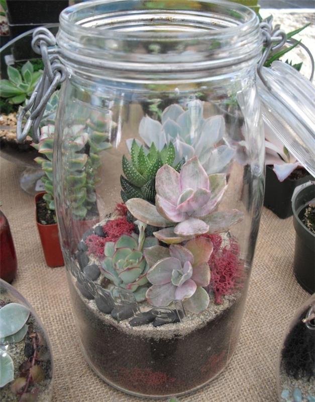 succulentes dans la décoration de terrarium en verre