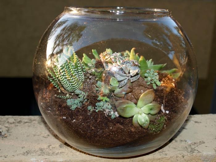 plantes succulentes dans les idées de terrarium en verre insolites