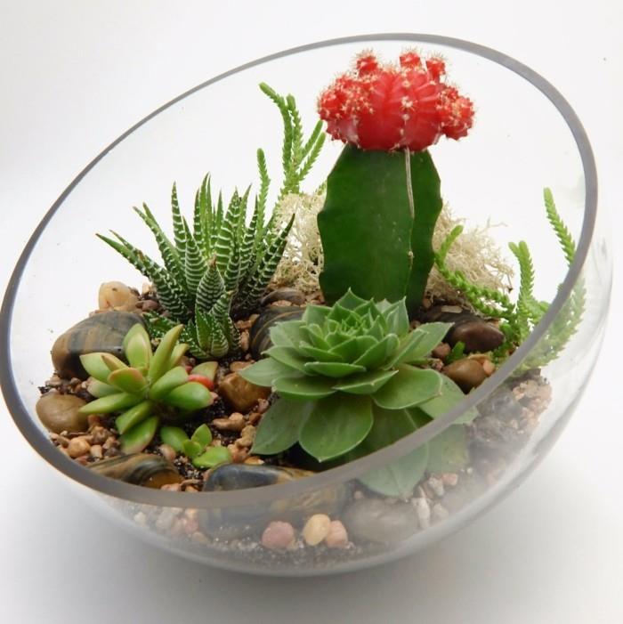 plantes grasses en pierres de terrarium en verre