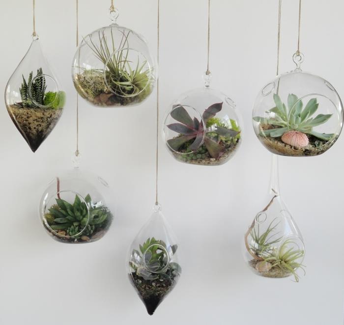 succulentes suspendues en forme de terraruim en verre