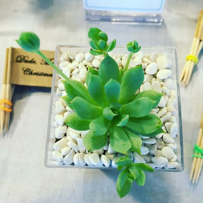 plantes succulentes plantes d'intérieur idées de décoration terrarium
