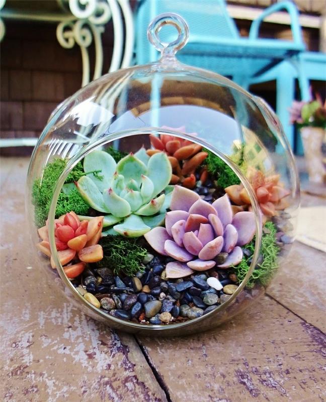 plantes d'intérieur succulentes déco jardin terrarium