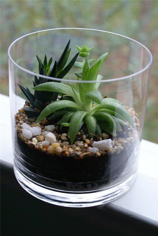 plantes succulentes plantes d'intérieur décoration de fenêtre bricolage terrarium