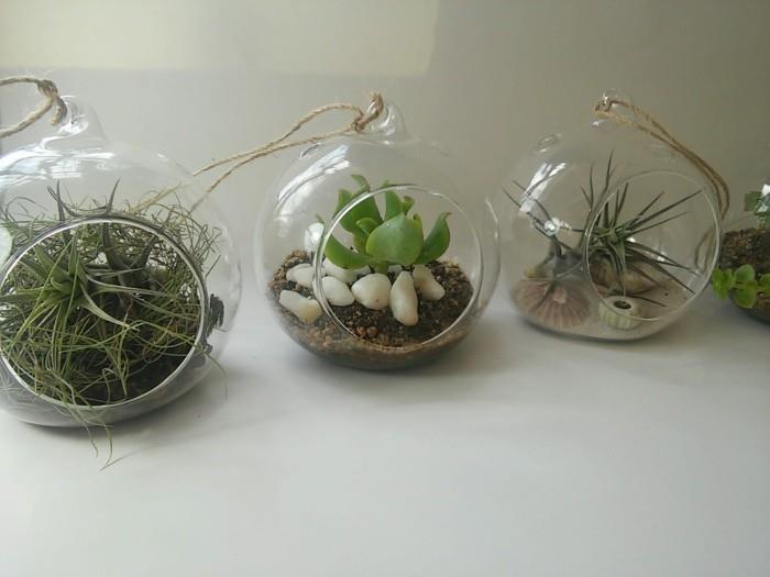 idées de décoration en verre de plantes d'intérieur succulentes
