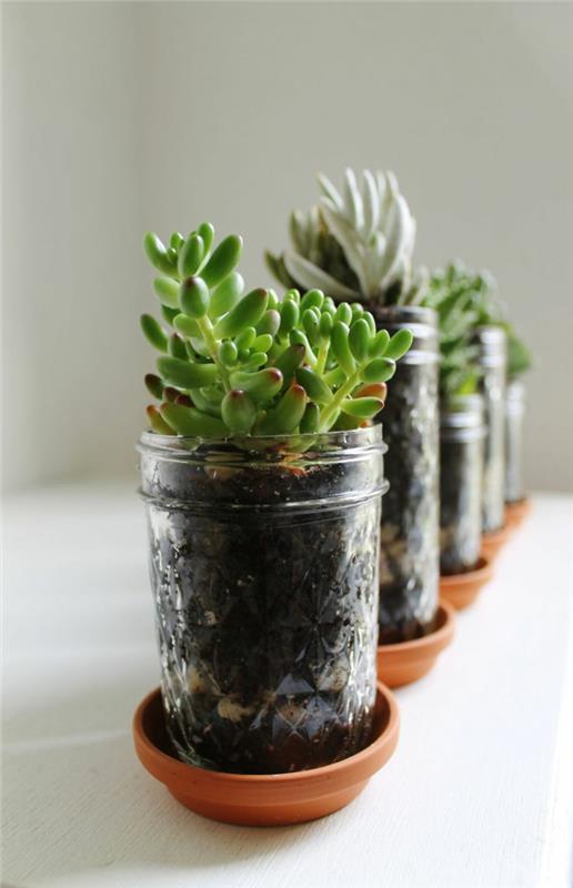 plantes succulentes plantes d'intérieur pots Mason en verre