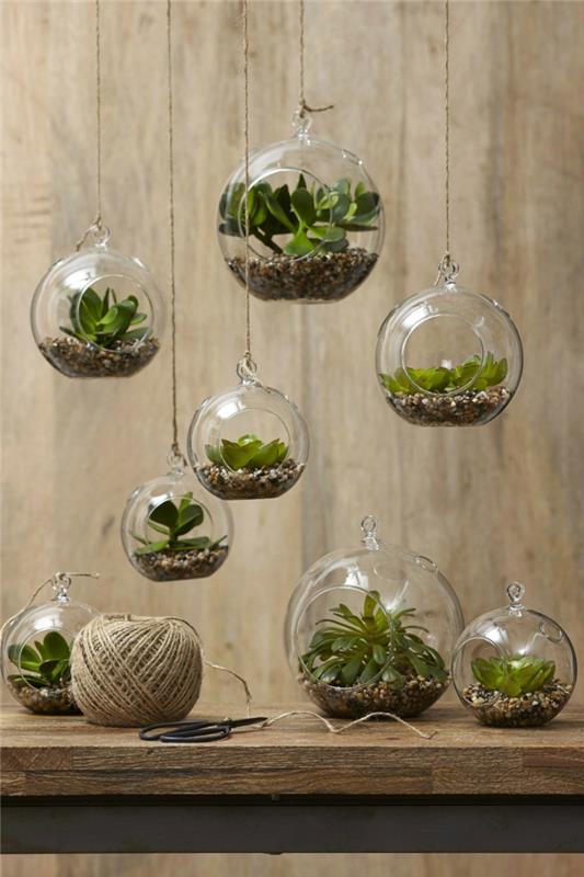 succulentes plantes d'intérieur verre terrarium déco