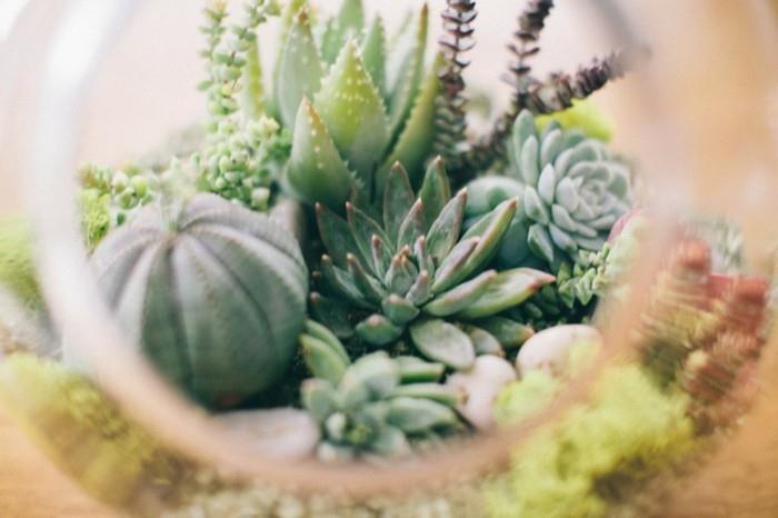plantes succulentes plantes d'intérieur terrarium organiser des idées de décoration