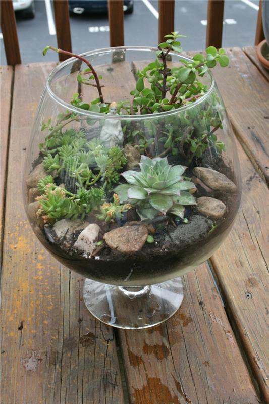 plantes grasses plantes d'intérieur terrarium pierres verre