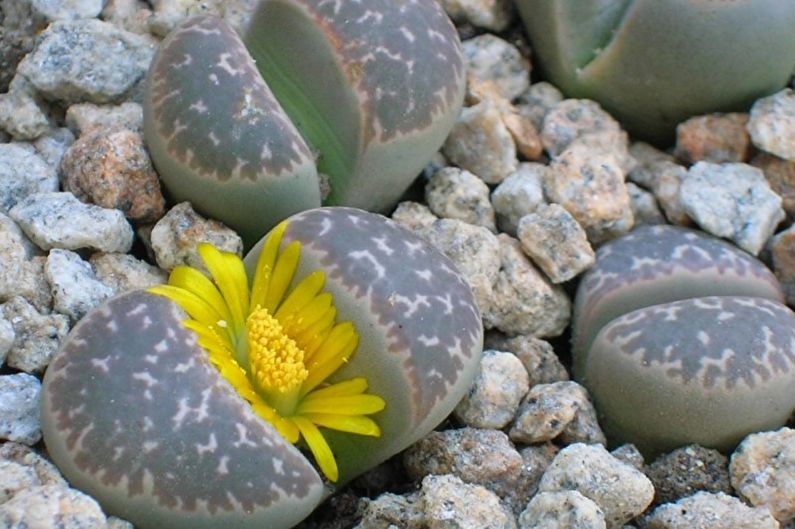 Sukulentní druhy - Lithops