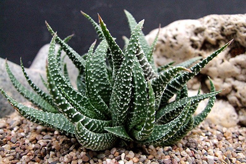 Sukulentní druhy - Haworthia