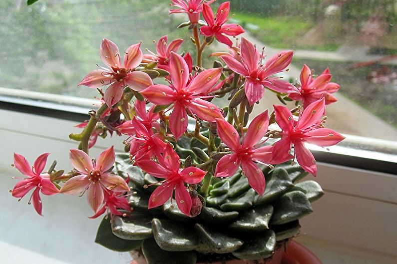 Sukulentní druhy rostlin - Graptopetalum
