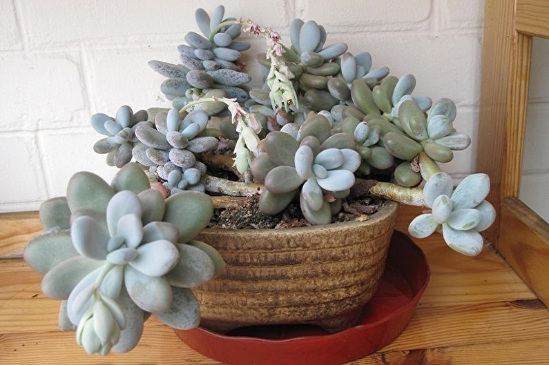 Sukulentní druhy - Pachyphytum