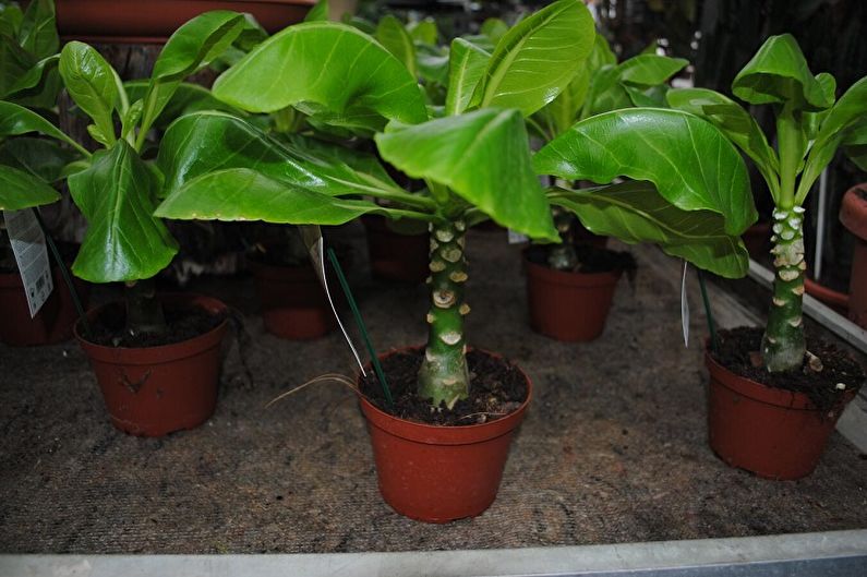 Sukulentní druhy rostlin - Brigamia