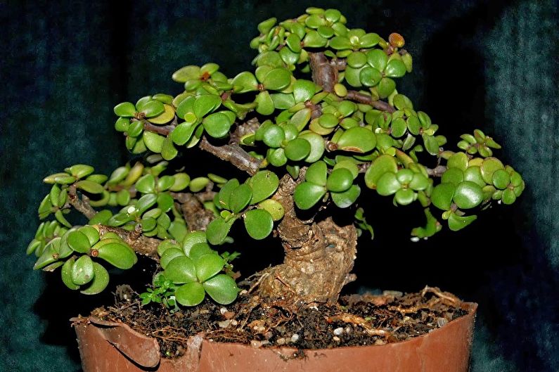 Sukulentní druhy rostlin - Portulacaria