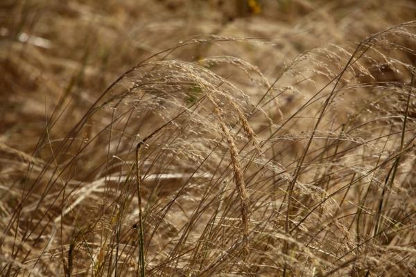 teff proso karłowate stare historyczne odmiany zbóż