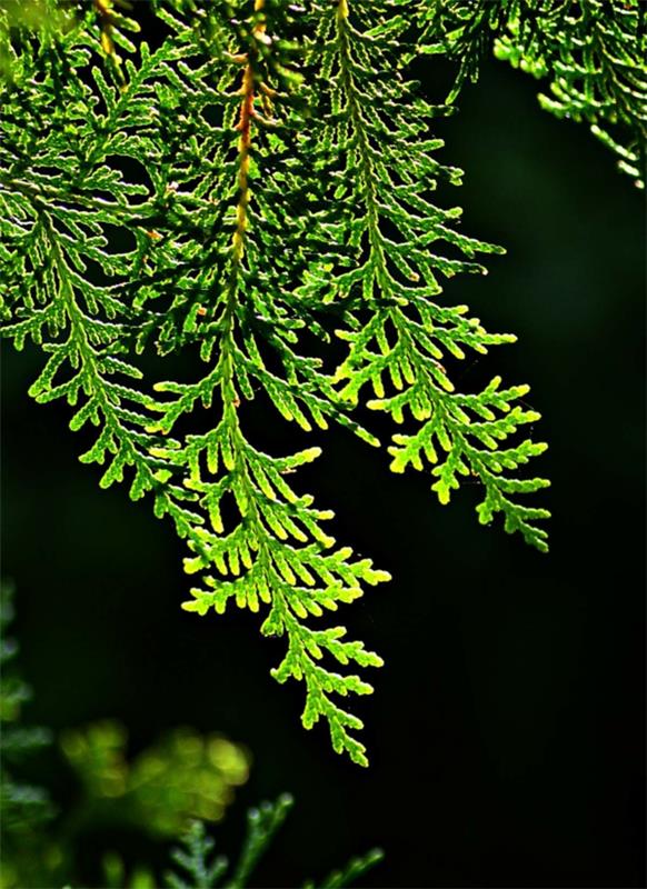 haie de thuya plantes de haie à feuilles persistantes