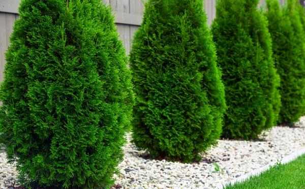 thuya haie plantes à feuilles persistantes conception de jardin