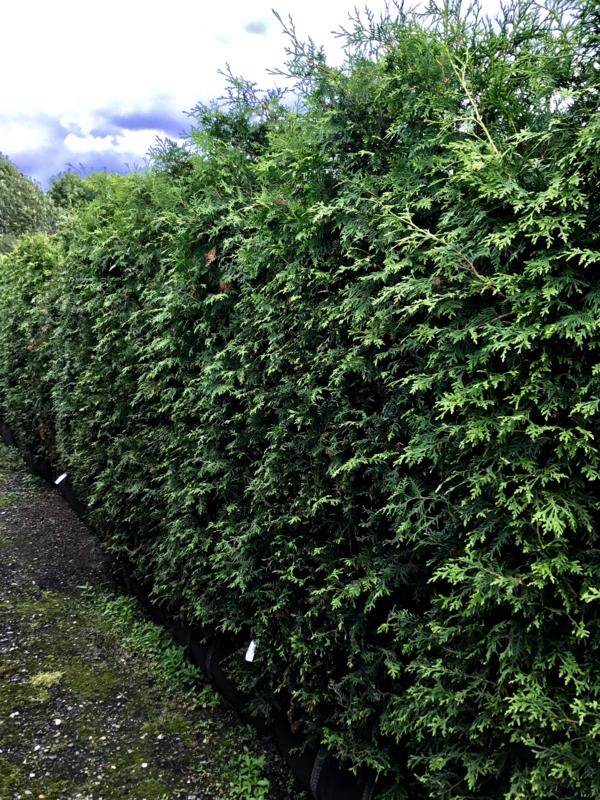 thuya haie écran de confidentialité brise-vent conception de jardin