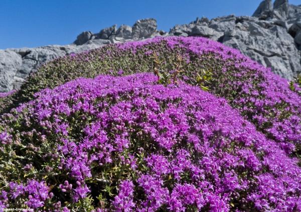 thym soins montagnes plantes violet