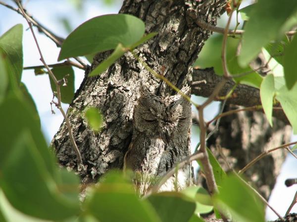 faune la chouette camoflage