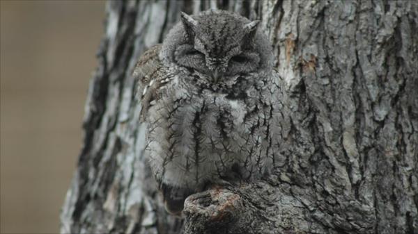 faune hiboux environnement camoflage