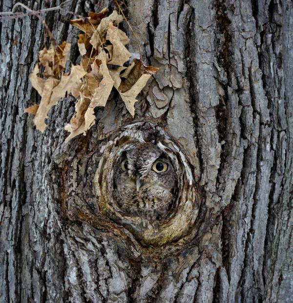 les hiboux de la faune cachent l'invincibilité