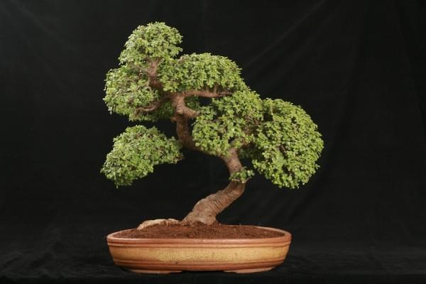 świetny pomysł na eleganckie drzewko bonsai