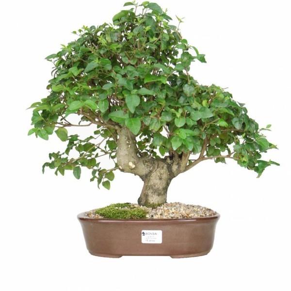 świetny pomysł z drzewkiem bonsai