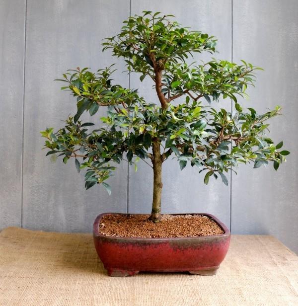 świetne etapy drzewka bonsai