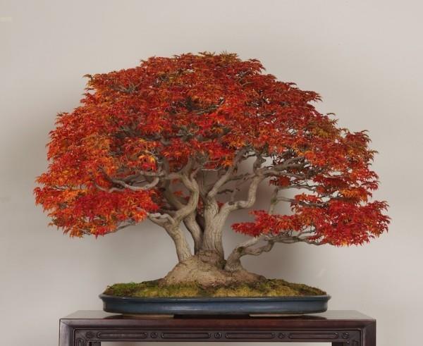 świetne czerwone drzewo bonsai