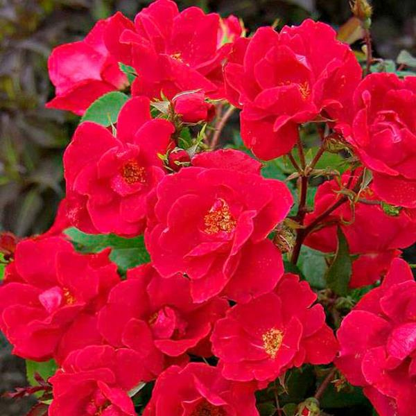 top questions sur le jardin réponse fleurs roses touffues
